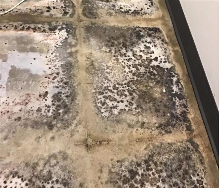 Severe Mold Growth in New Orleans, LA