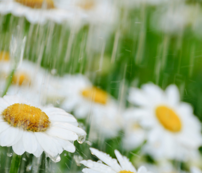 Rain shower falling on white flowers with yellow center