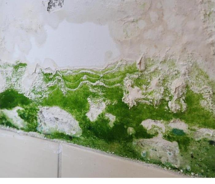 Green Microbial Growth on Wall