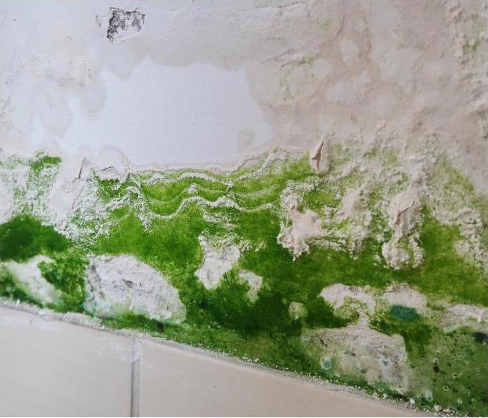 Green mold on white wall